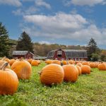 Pumpkin Patches