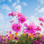 San Antonio Real Estate Market