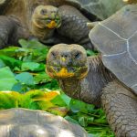 Rental Application Slow