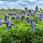 San Antonio Real Estate Market Spring 2025